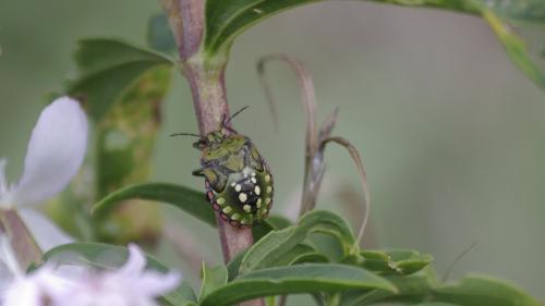 Nezara viridula